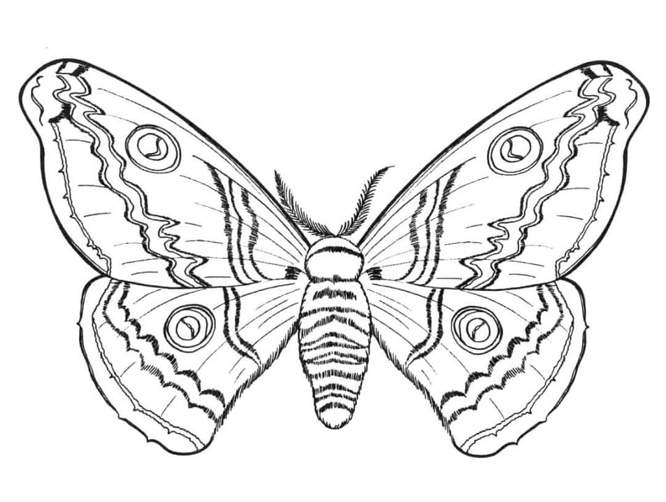 Realistic Butterfly Coloring Page