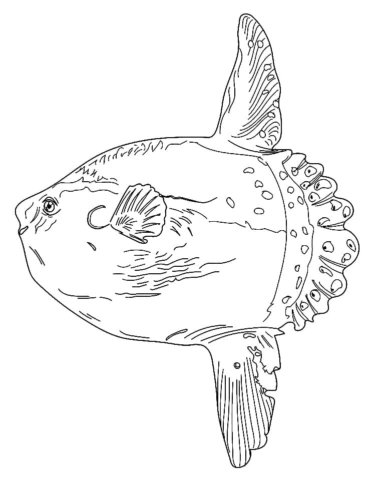 Realistic Sunfish