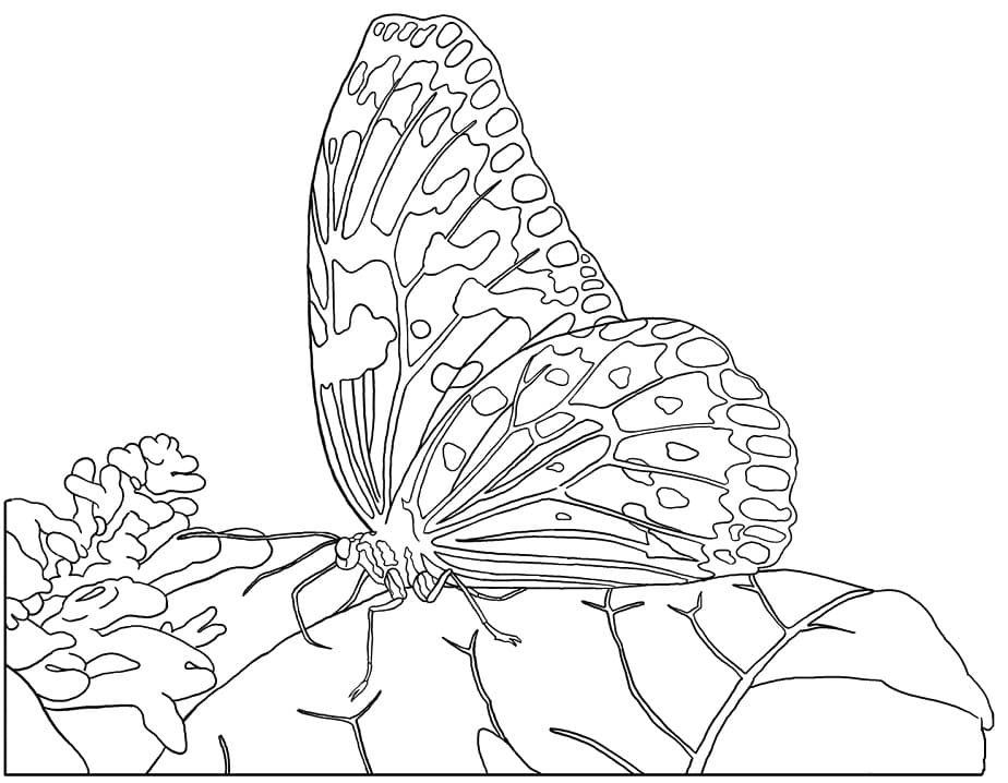Rice Paper Butterfly Coloring Page