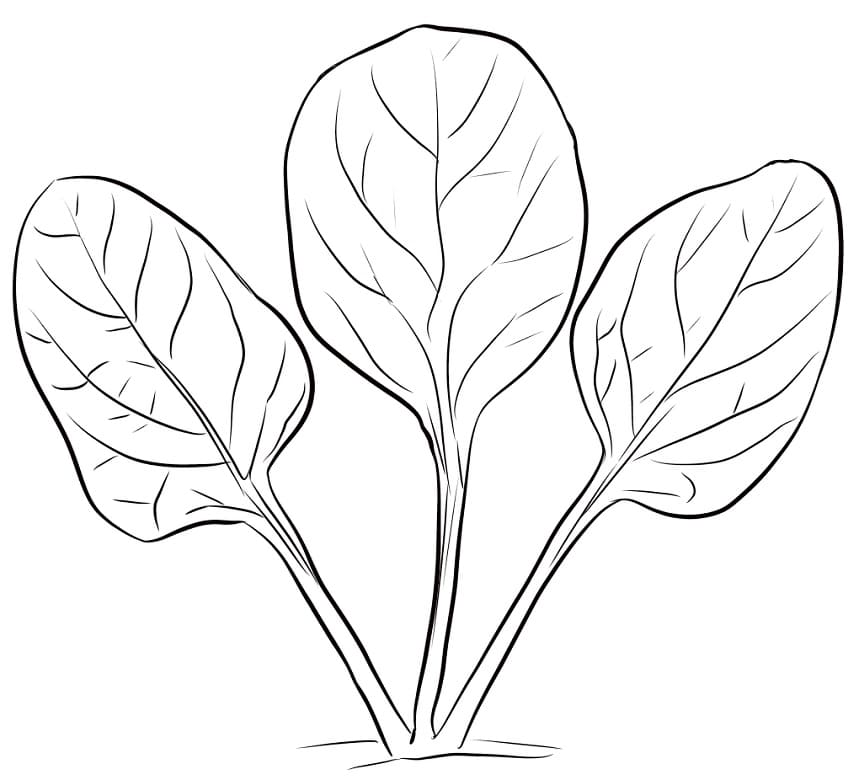 Spinach Coloring Pages.