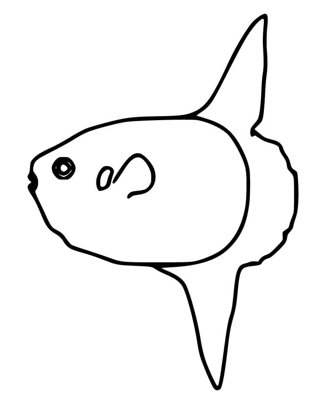 Sunfish to Color