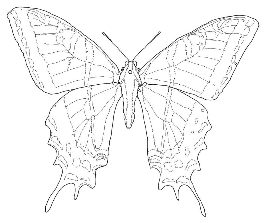 Swallowtail Butterfly Coloring Page