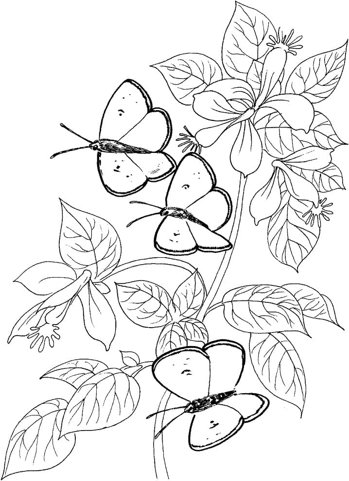 Three Butterflies Flying Coloring Page