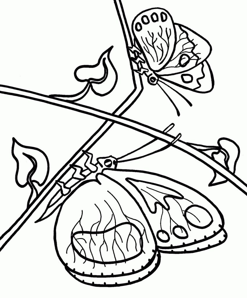 Two Butterflies Coloring Page