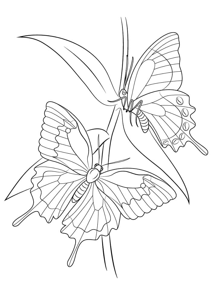 Ulysses Butterflies Coloring Page