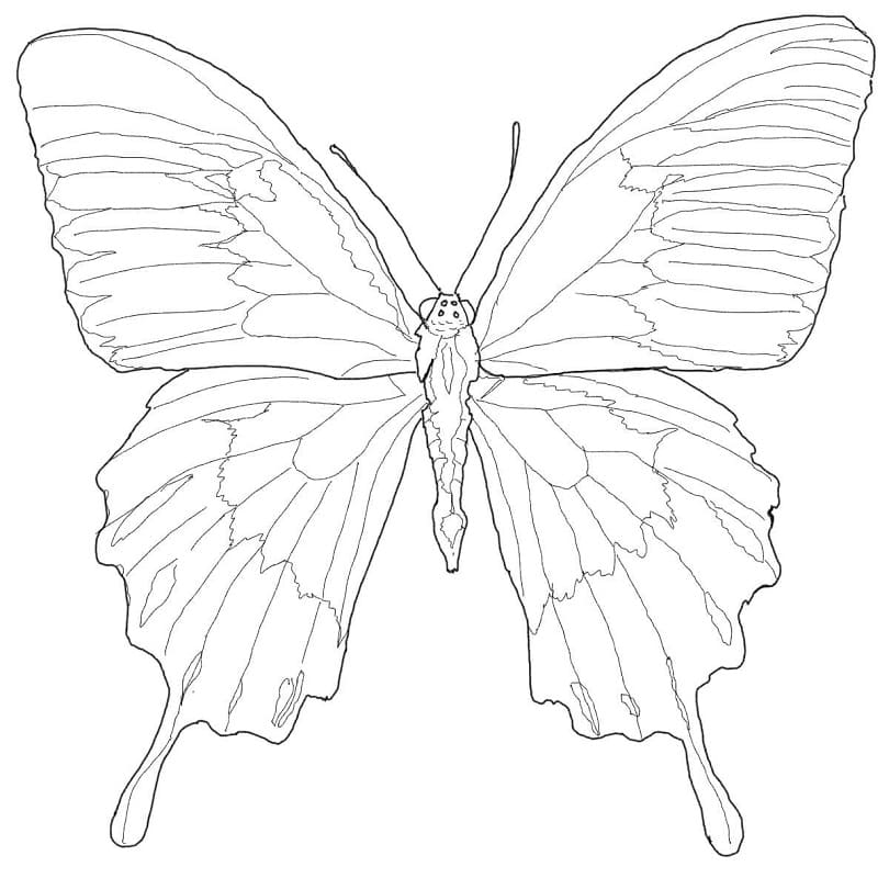 Ulysses Butterfly 1 Coloring Page