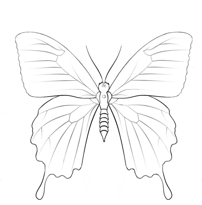 Ulysses Butterfly Coloring Page