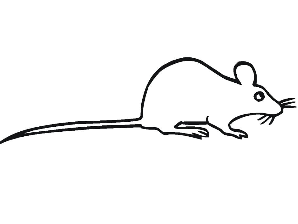 Very Simple Rat Coloring Page