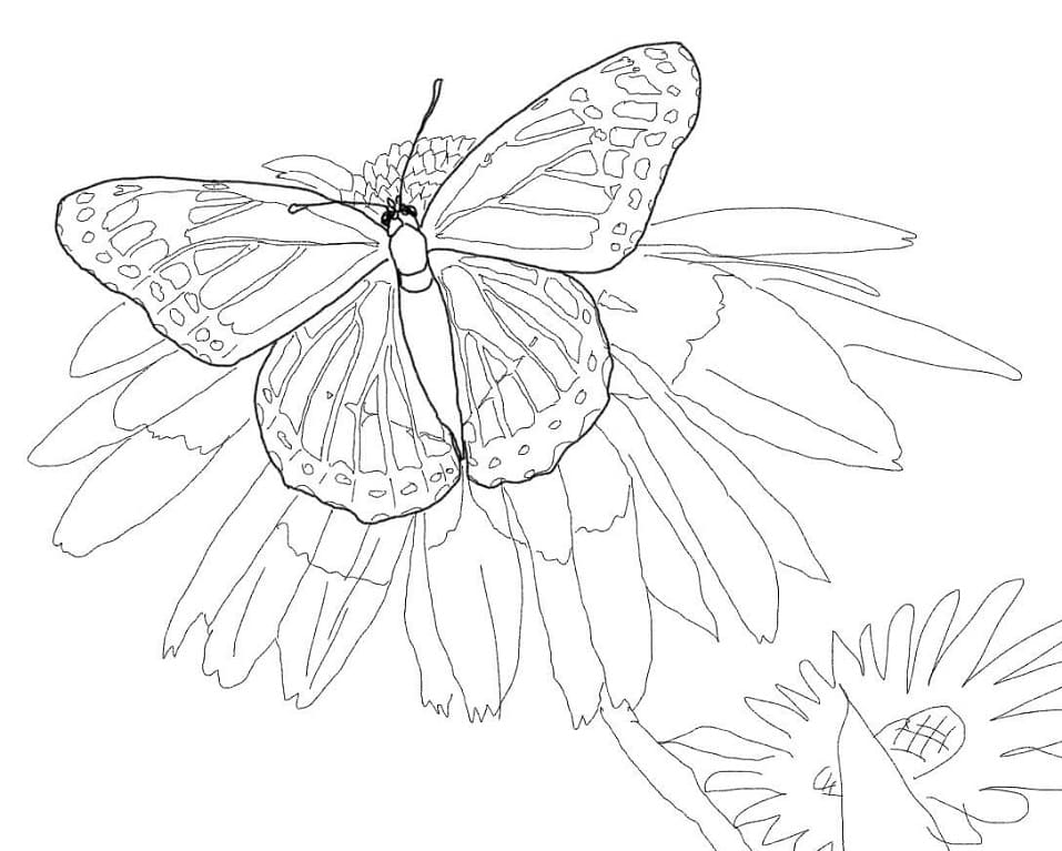 Viceroy Butterfly Coloring Page