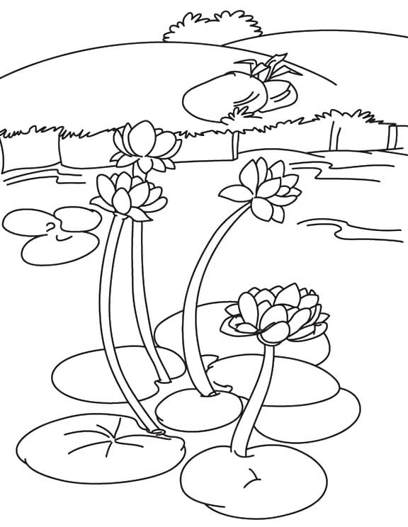 Water Lilies In A Lake Coloring Page