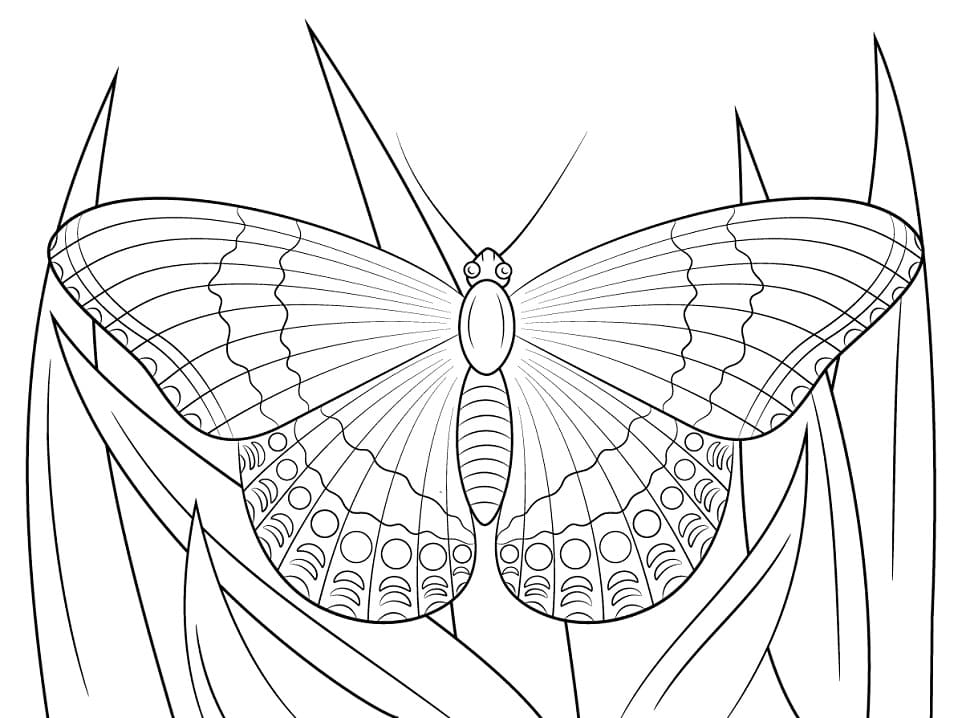 White Admiral Butterfly Coloring Page