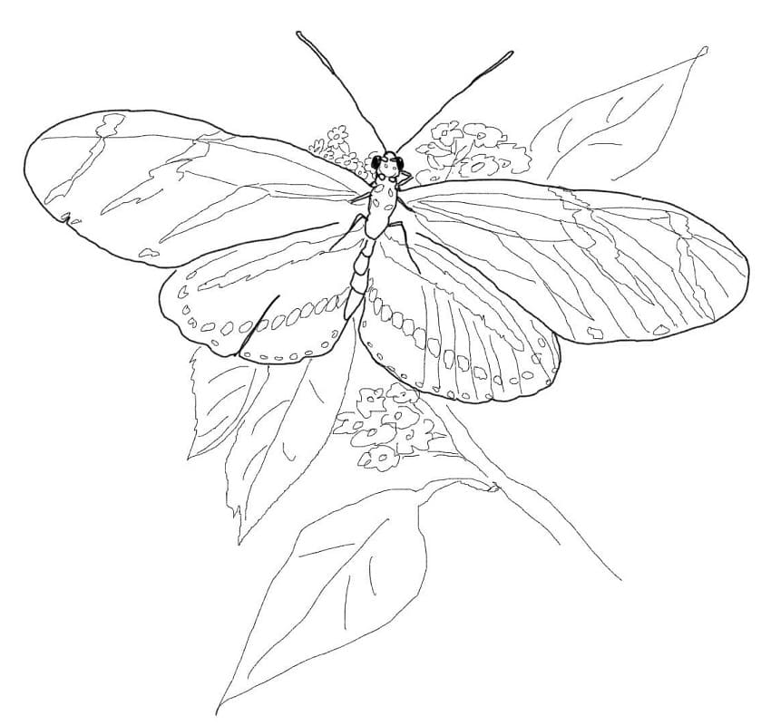 Zebra Longwing Butterfly Coloring Page