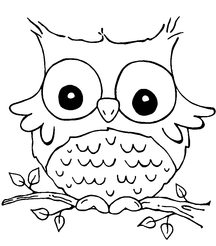 Owl 6 Cool