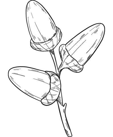 Three Coloring Pages Acorn