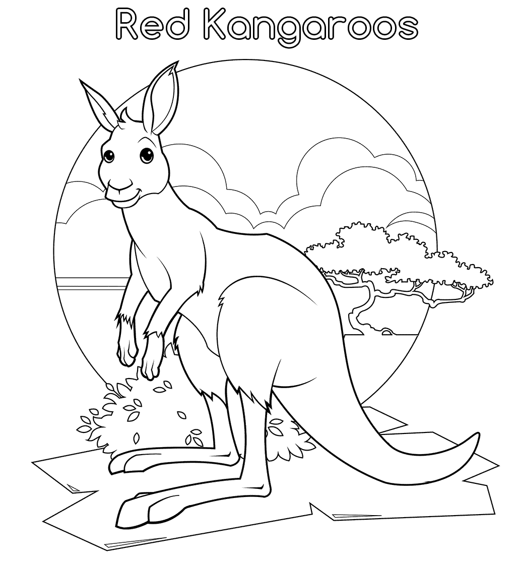 New Anima Kangaroo