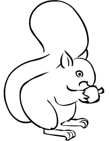 Squirrel Eating Little Acorn