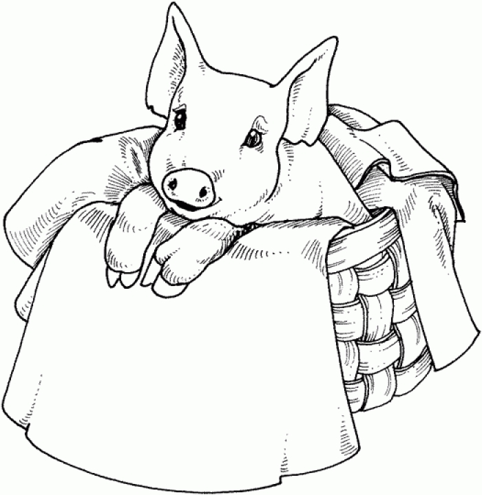 Cute Pig Coloring Page On Table