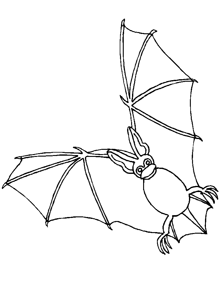 Beautiful Bat