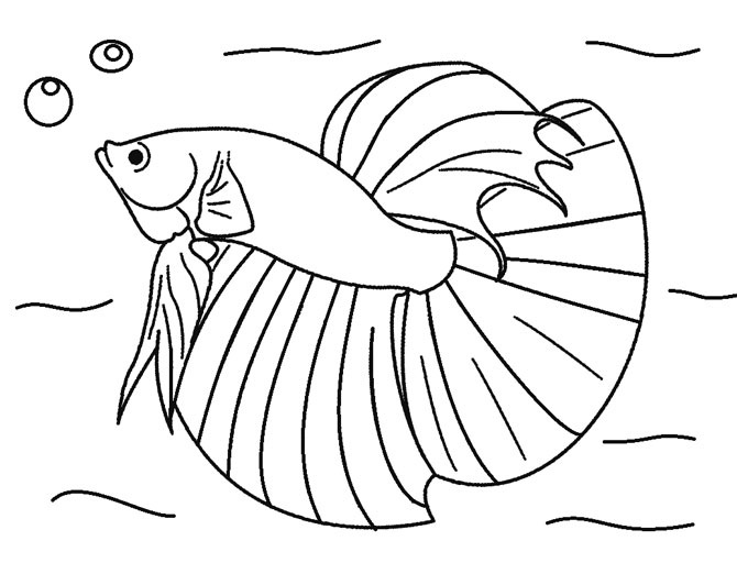 Printable Betta Fish