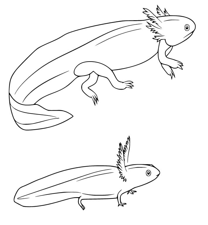 Big-and-Small-Axolotl-coloring-page