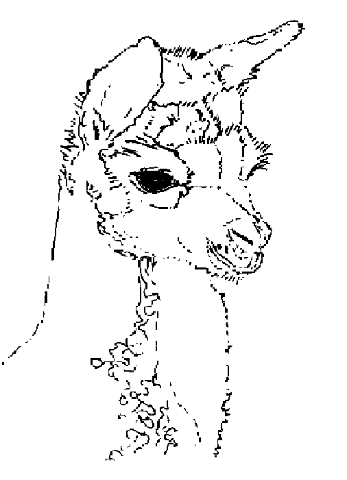 Draw Alpaca Coloring