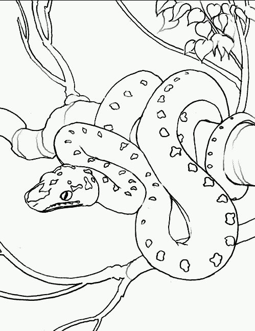 Funny Anaconda Coloring Pages