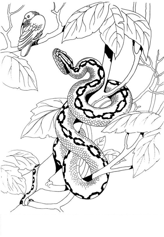 New Anaconda Coloring Pages