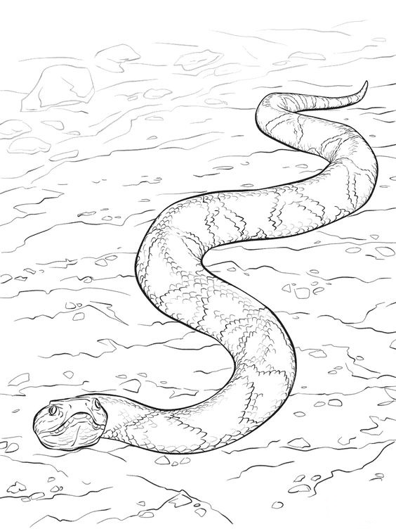 Nicest Anaconda Coloring Pages