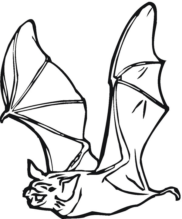 Bat For You To Learn Coloring