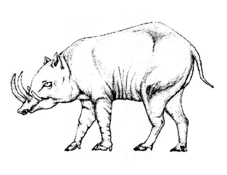 Babirusa Coloring Page For All Coloring Page