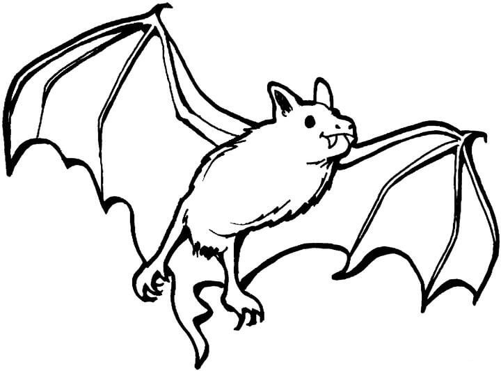 Bat Learn To Fly Coloring Page