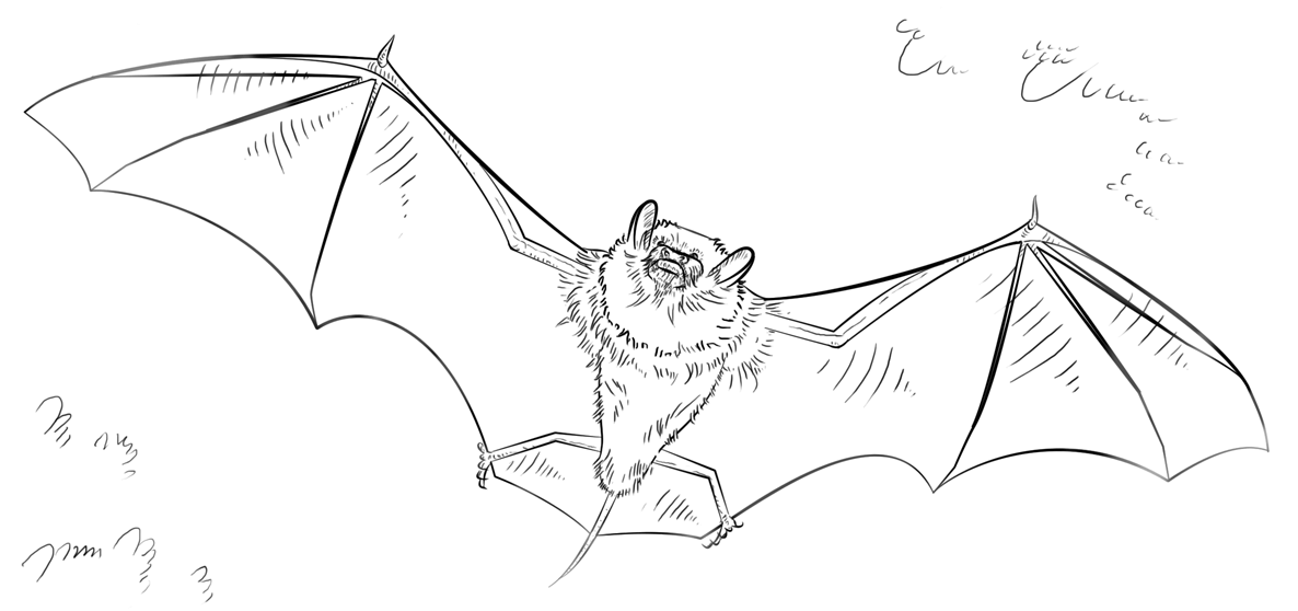 Free Printable Bat For Us Coloring Page