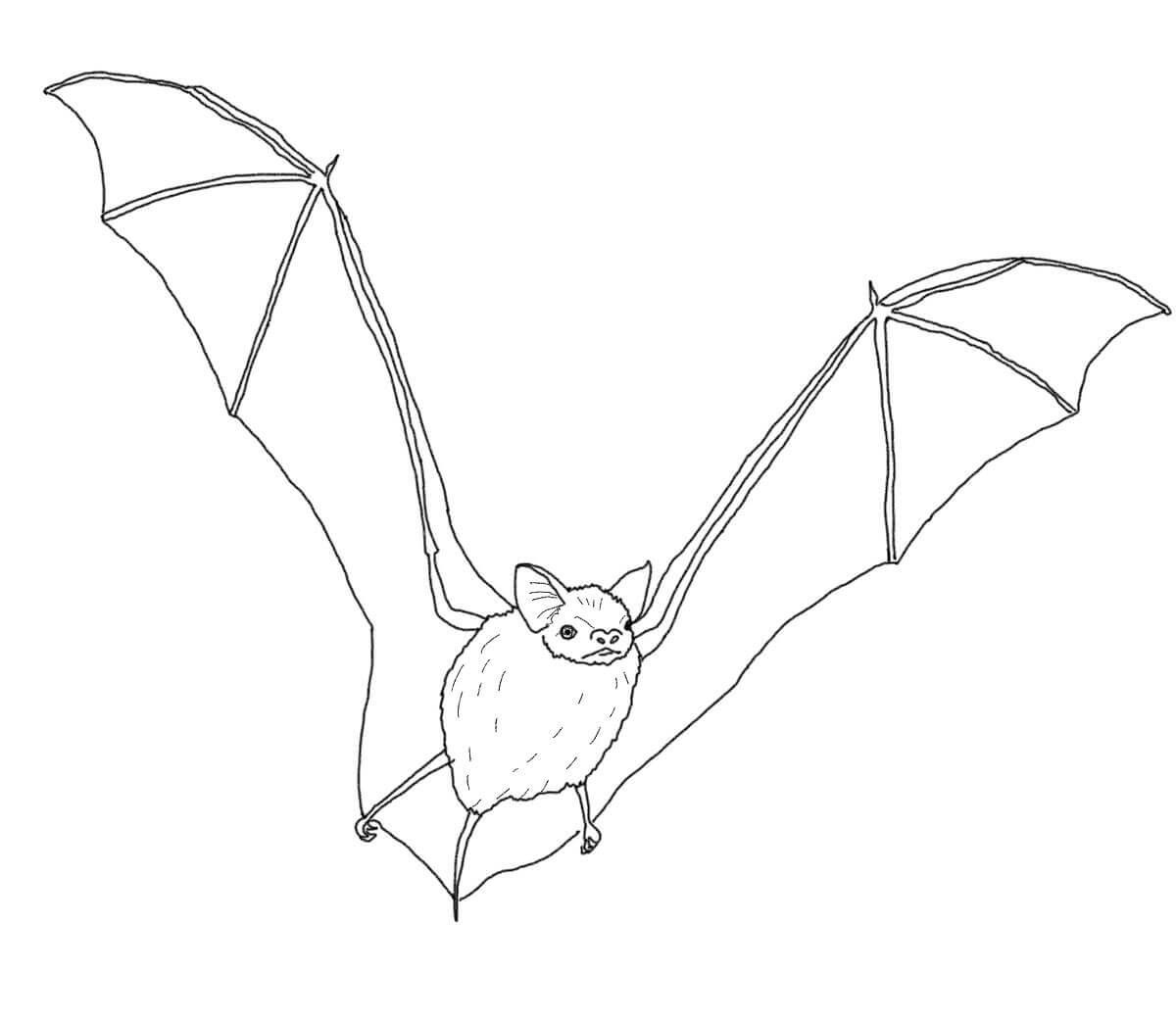 Big Brown Bat Coloring Page