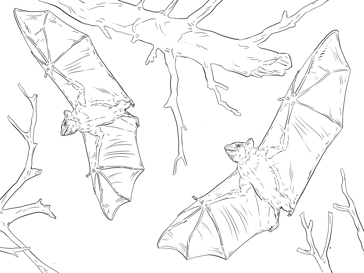 Common Fruit Bats Coloring Page