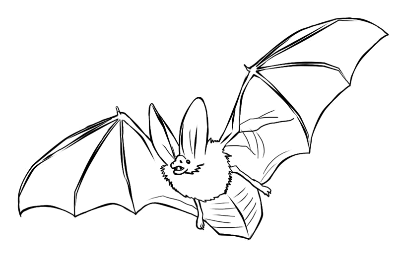New Fruit Bat