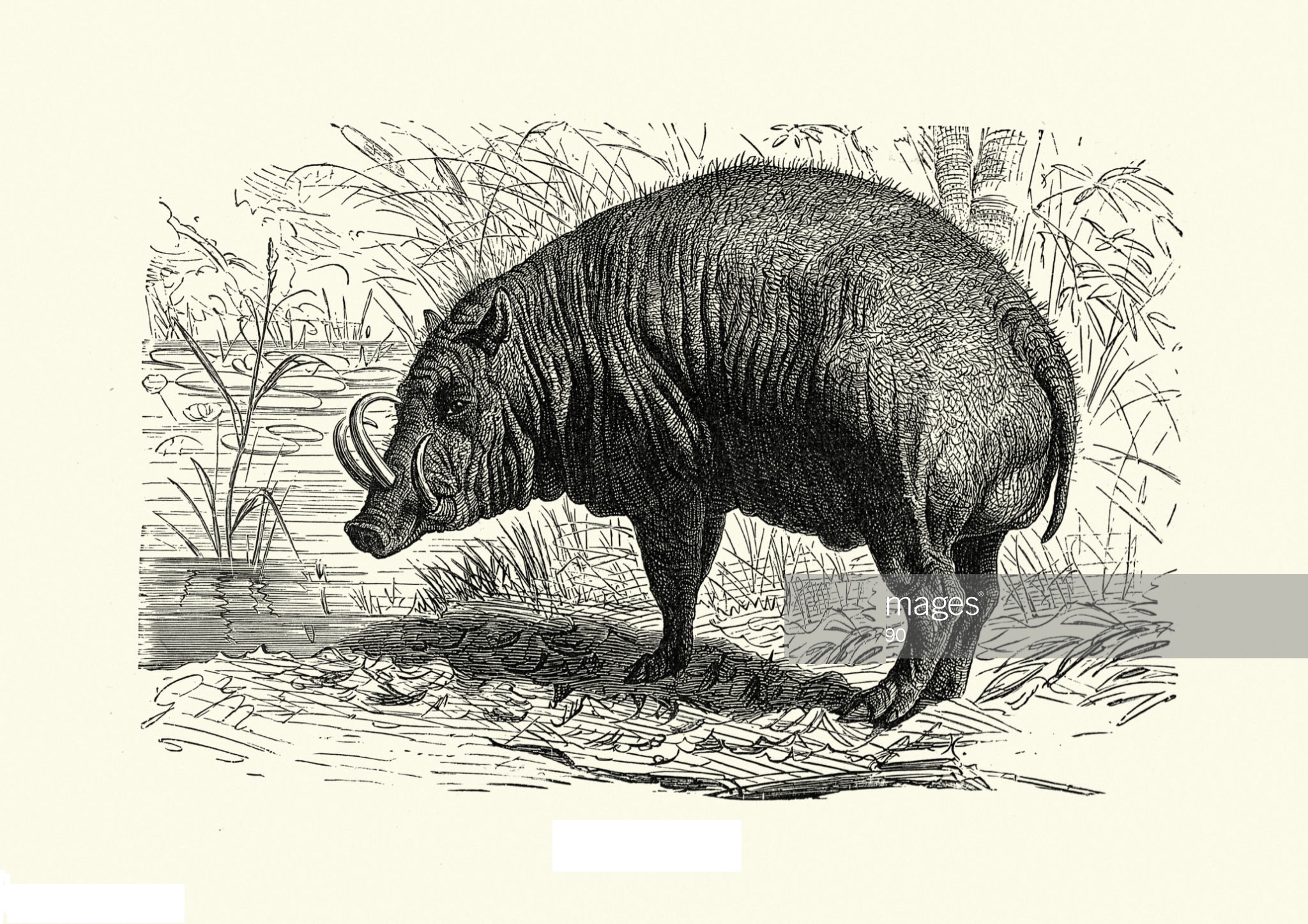 Amazing Babirusa Coloring Page Coloring Page