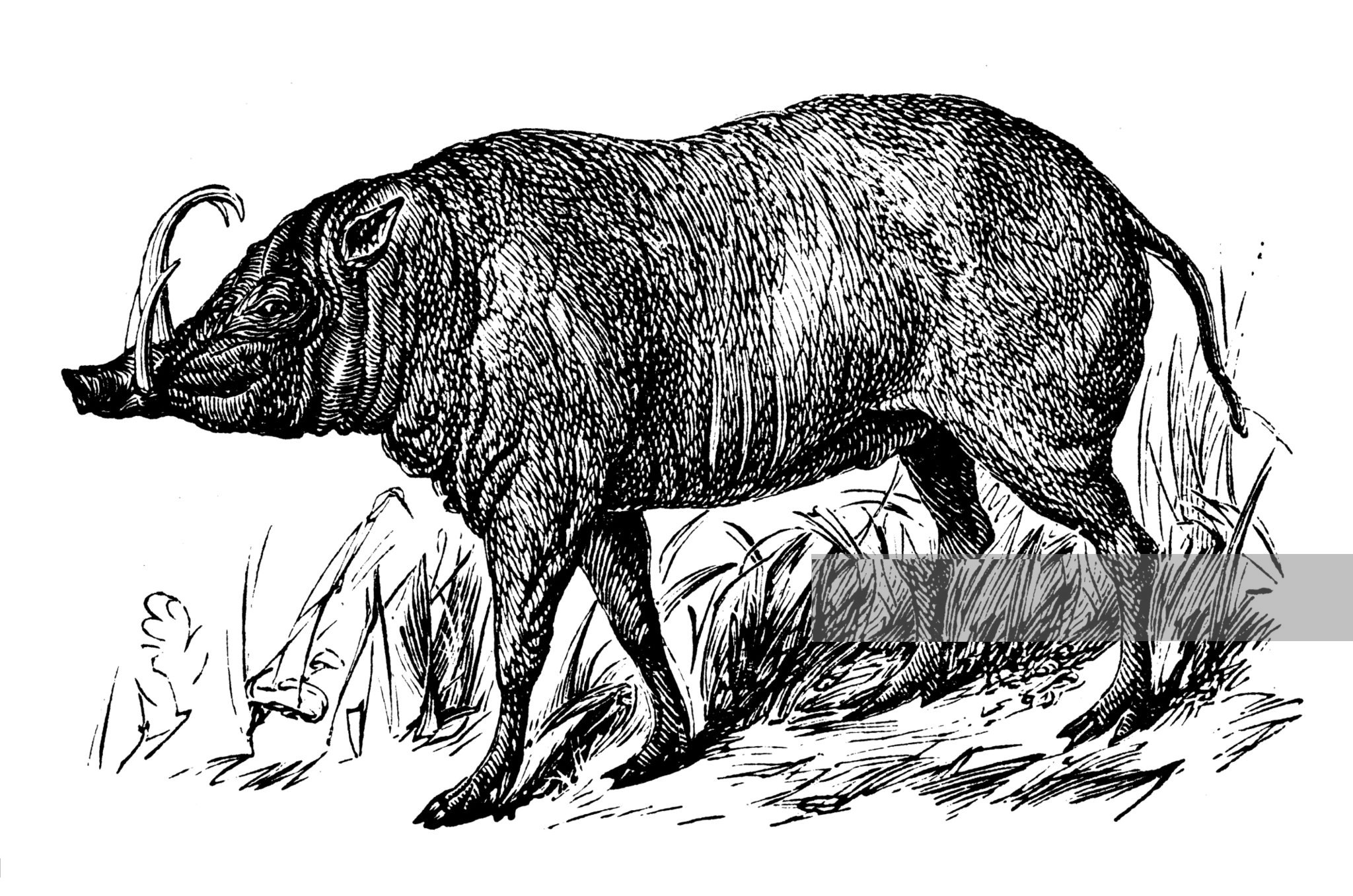 Antique Illustration Of Babirusa Coloring Page