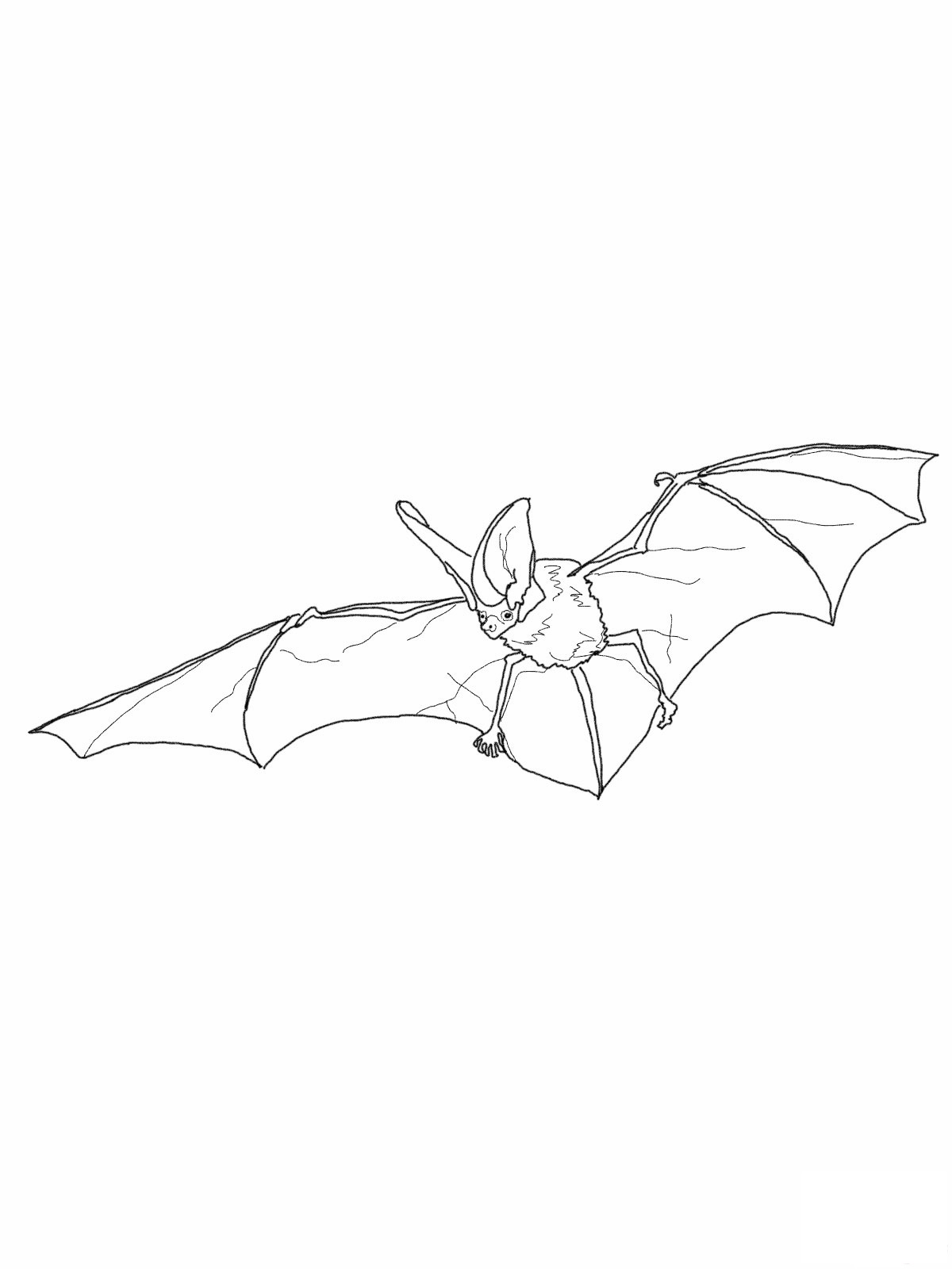 Nice Bat For Kids Coloring Page