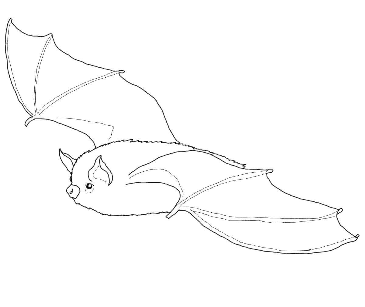 Little Brown Bat Coloring Page Coloring Page