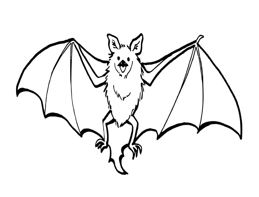 Townsends Big Eared Bat Coloring Pages Coloring Page