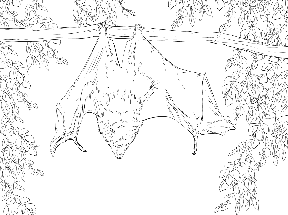 Rodrigues Fruit Bat Coloring Pages Coloring Page