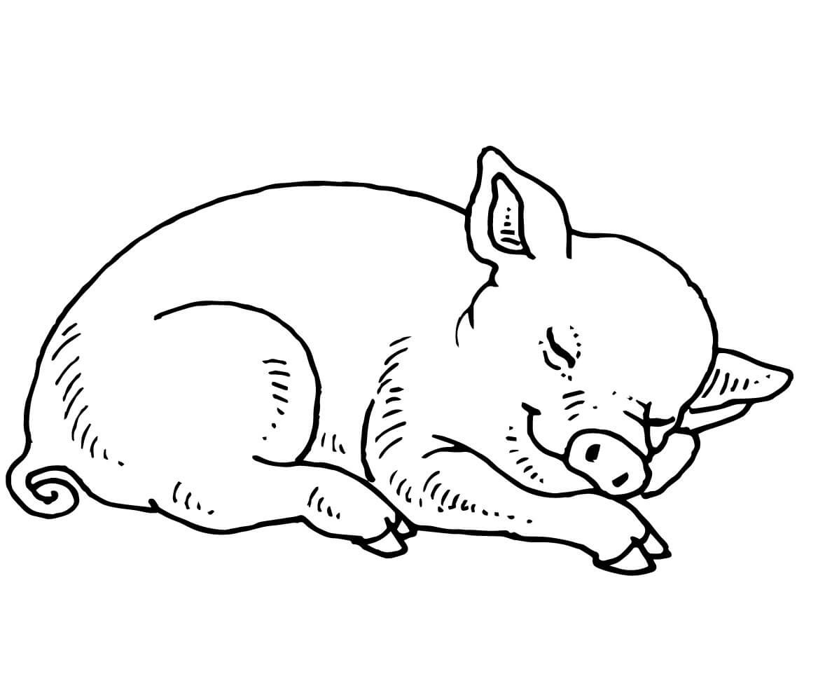 Sleeping Baby Pig Coloring Page
