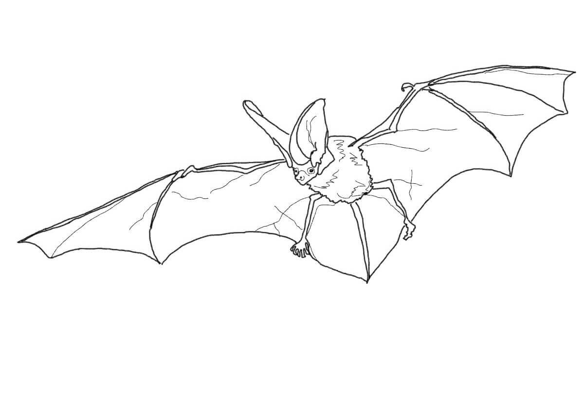 Spotted Bat Coloring Page Coloring Page