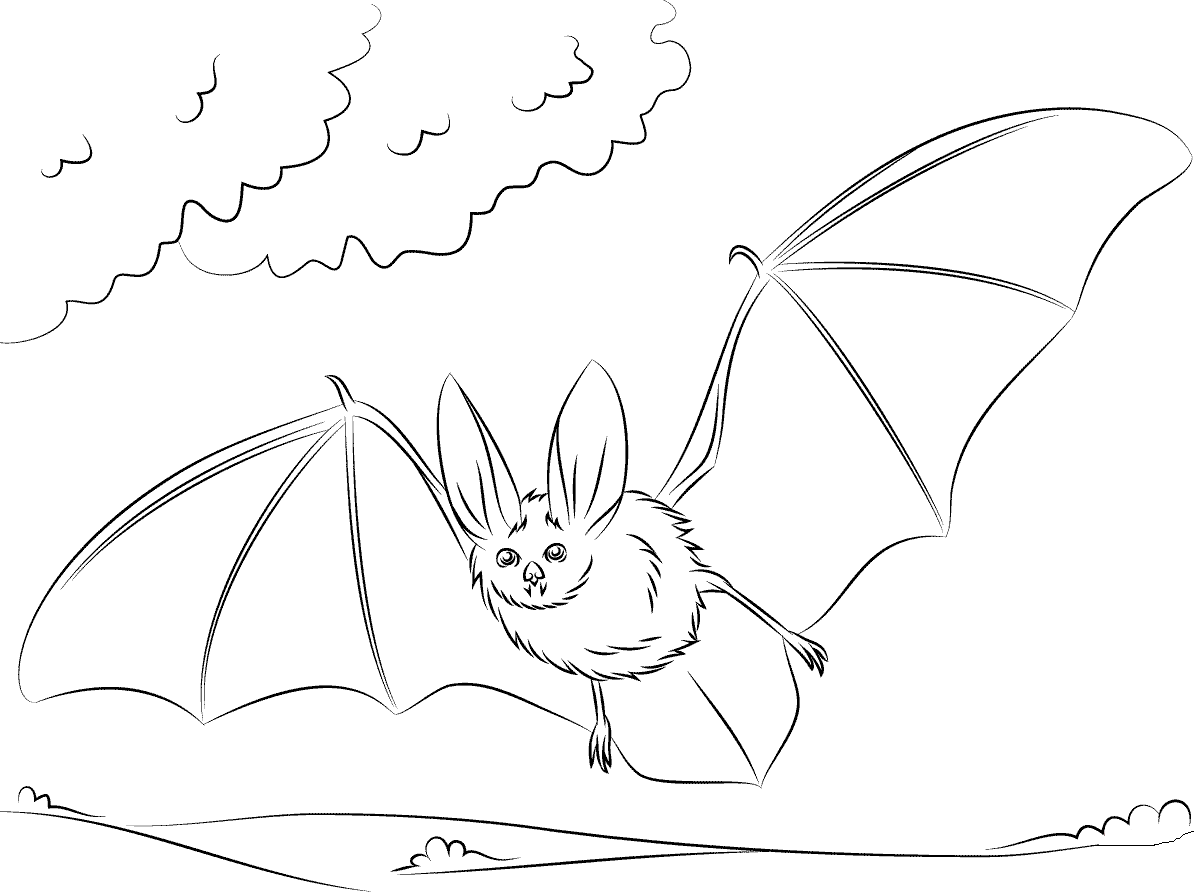 Townsends Big Eared Bat Coloring Page