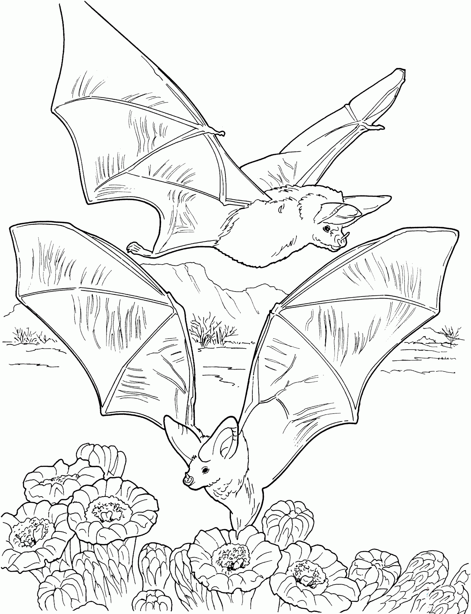 Two Bats Gathering NectarColoring Page Coloring Page
