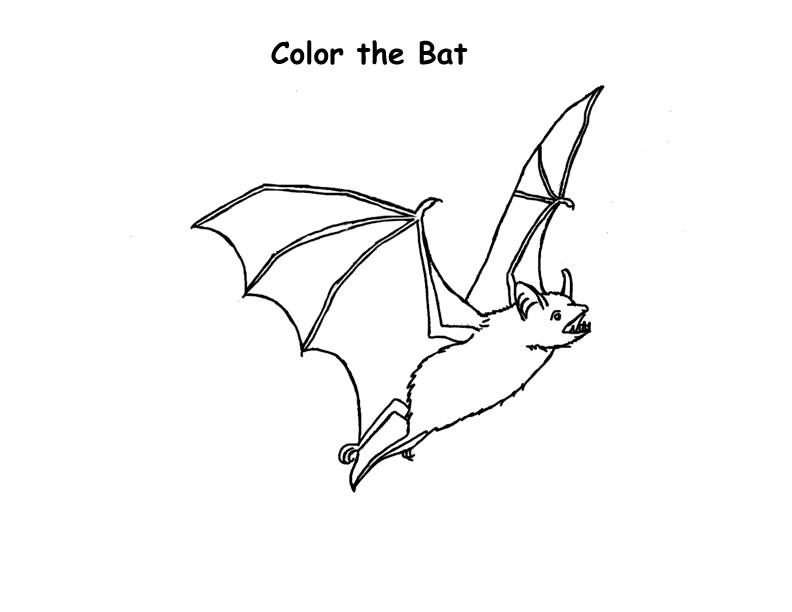 Printable Bat Coloring Coloring Page