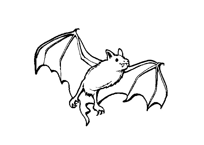 Happy Bat Coloring Page