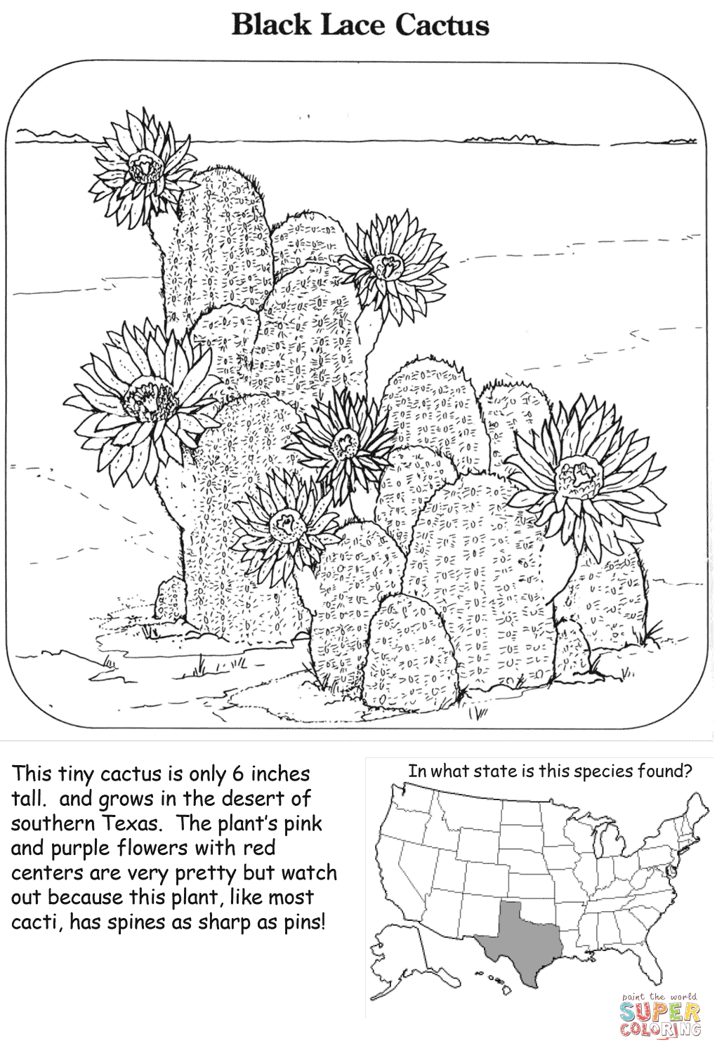 Black Lace Cactus