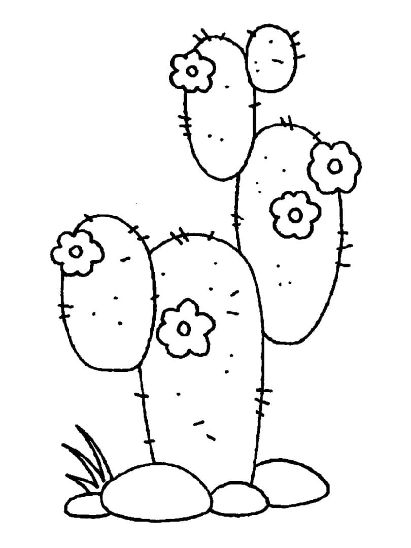 A Cactus With Hard And Sharp Spines