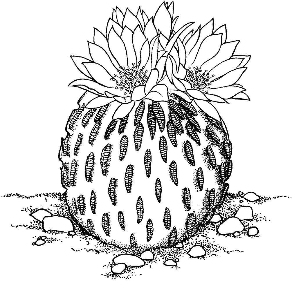 A Variegated, Globular Cactus